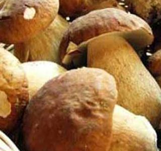 Sagra del Fungo Porcino